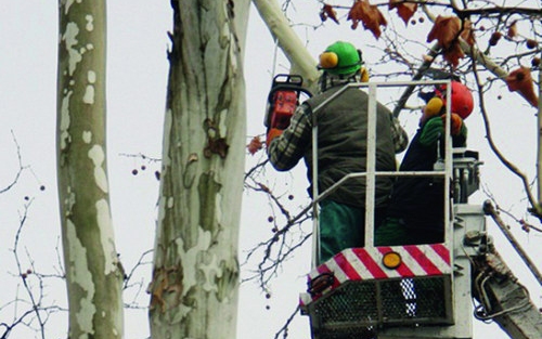 Megkezdődött a villamosvezetékek alatti fák visszavágása