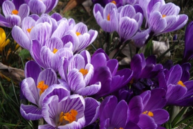 Ne feledje ma a Tavaszi Virágünnepi programokat!
