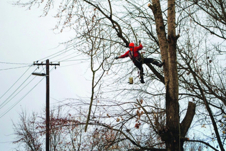 Megkezdik a villamosvezetékek alatti fák visszavágását a zártkertekben