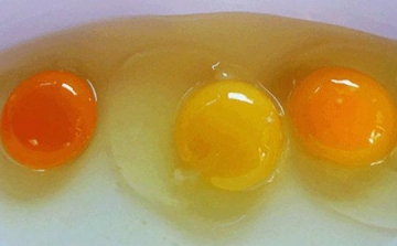 Milyen színű a jó tojás?