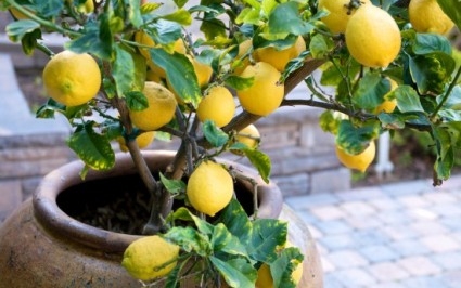 Így termessz citromot otthon