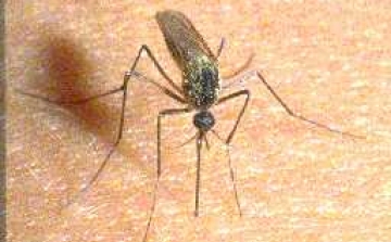 Mennyire veszélyes a szúnyogcsípés? 