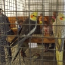 Papagáj kiállítás Kiskunfélegyházán
