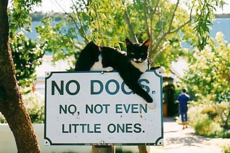 Kutyáknak tilos!