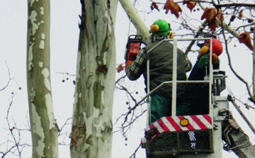 Megkezdődött a villamosvezetékek alatti fák visszavágása