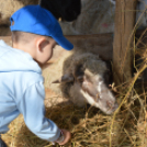 Tömegeket vonzott a Mezgé Piknik