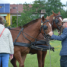 Fogathajtó versenyt rendeztek a Vasas Pályán