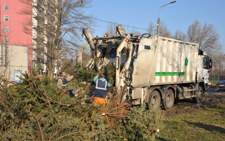 Fenyő elszállítás