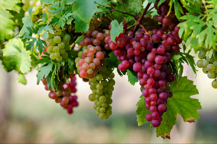 A tavalyihoz hasonló szőlőtermésre számít a hegyközségi tanács elnöke