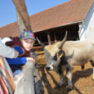 Tömegeket vonzott a Mezgé Piknik