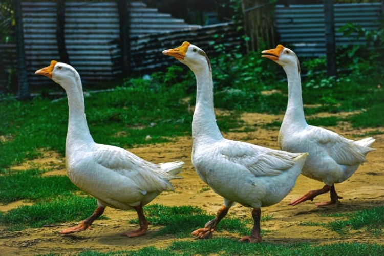 A vármegyét is érinti a madárinfluenza terjedése