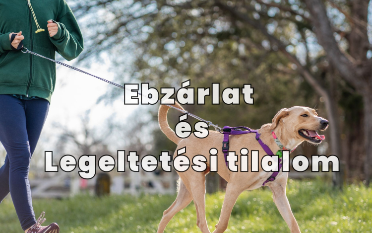 Ebzárlat és legeltetési tilalom Kiskunfélegyházán a veszettség elleni védekezés miatt