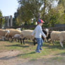 A Mezgés Pikniknek változatlan sikere van évről-évre