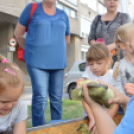 Kezdetét vette a LIBAMULATSÁG