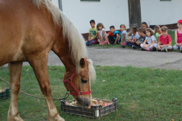 Lótortát is készítettek a hátasoknak