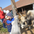 Tömegeket vonzott a Mezgé Piknik