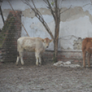 Szigorú szabályozással ugyan, de zajlik a gyakorlati képzés a Mezgében