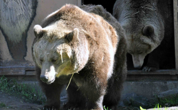 Jósoltak a szegedi medvék, kiderült, mikor jön a tavasz