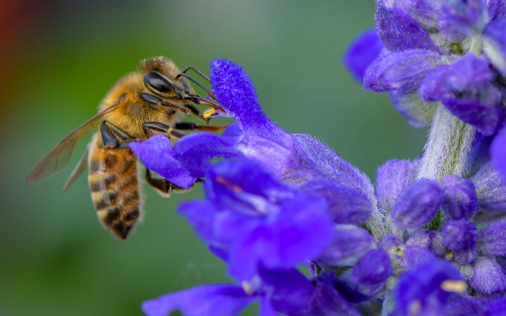 Ma van a méhek világnapja