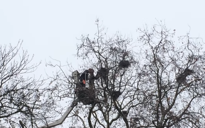 Megkezdődik a varjúfészkek eltávolítása