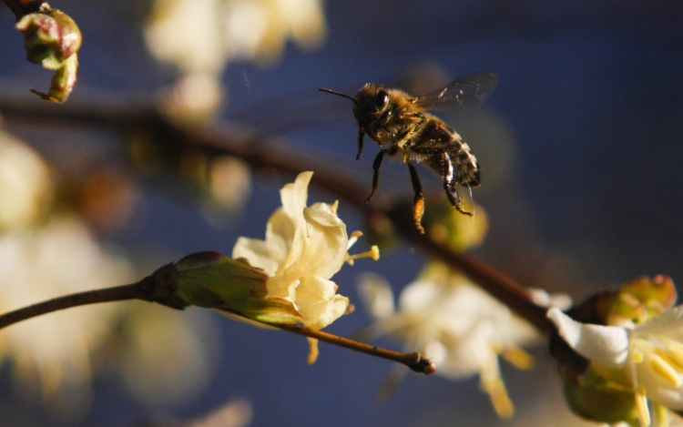 Abnormális, hogy januárban repkednek a méhek