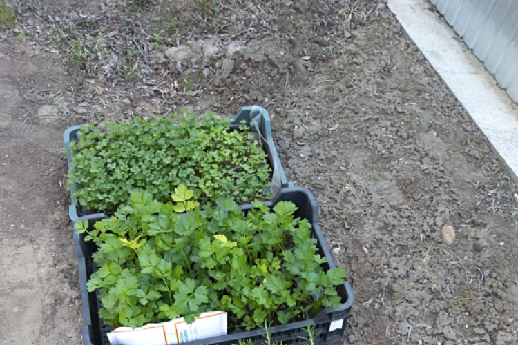 Vegyszermentes zöldfűszereket és zöldségeket termelnek a mezgés diákok