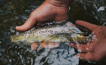 Újra megrendezik az Év hala szavazást