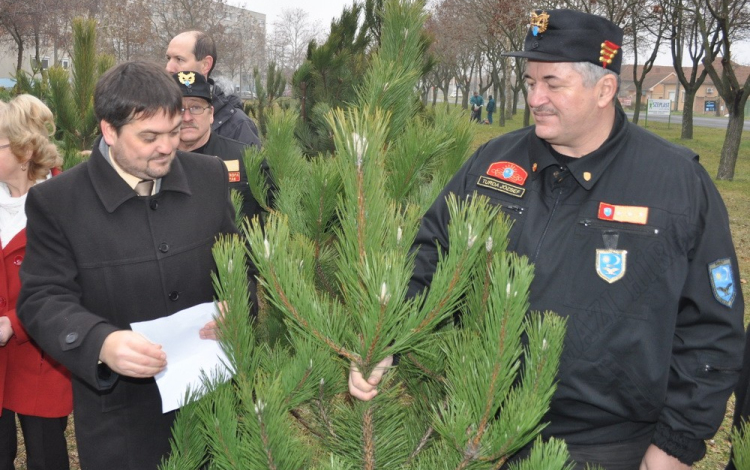 Fenyőket osztottak a Petőfi lakótelepen