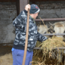 Szürkemarhákat vásárolt a Mezgé Iskola