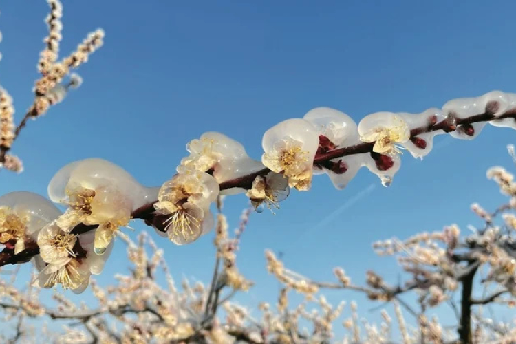 A jövő héten is van esély egy hideghullámra, éjszakai fagyokra