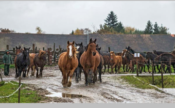 Igában verhetetlen, munkabírása legendás