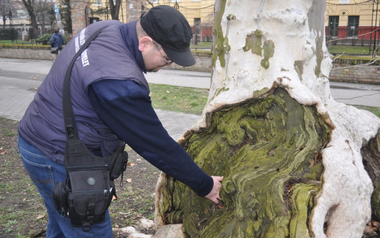 Vizsgálják a főutca platánjait