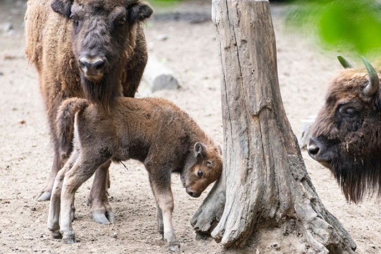 Bölényborjú született a Nyíregyházi Állatparkban