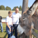 A Mezgés Pikniknek változatlan sikere van évről-évre