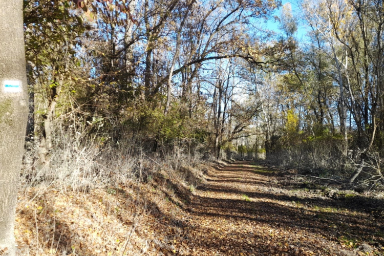 Újra lehet kirándulni a Gemenci erdőben