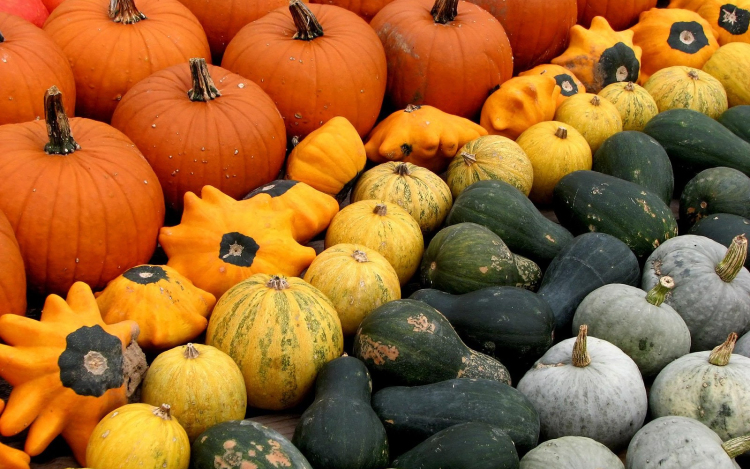 Figyelni kell a halloween-tökök és a sütőtökök közti különbségre