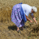 Régmúlt idők kézi aratási szokásai elevenedtek meg Haleszban 