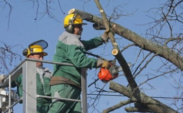 Megkezdik a platánfák fiatalító metszését