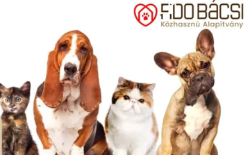 Ingyenes ivartalanítási akció
