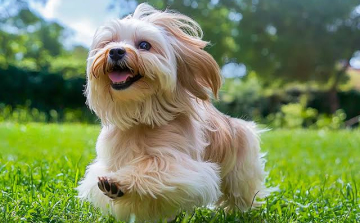 Bichon találkozóra várják az érdeklődőket