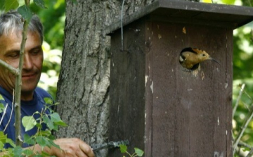 Idén is meghirdeti a Madárbarát település mintaprojekt pályázatot az MME