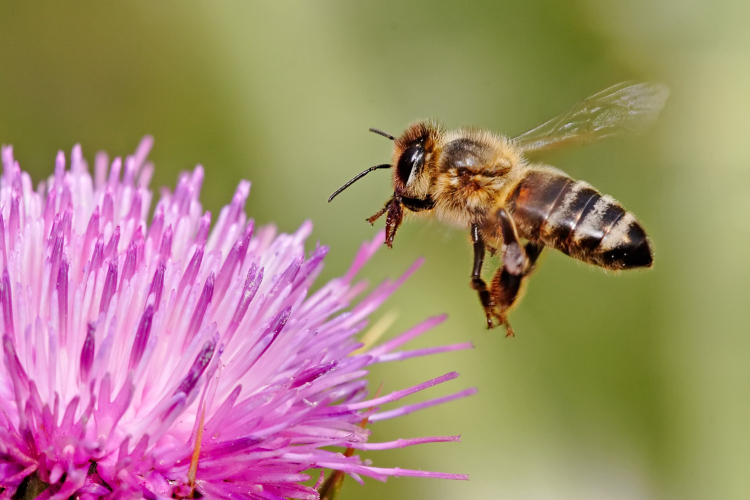 Allergológus: nem jó a kalcium az allergiás tünetek megszüntetésére