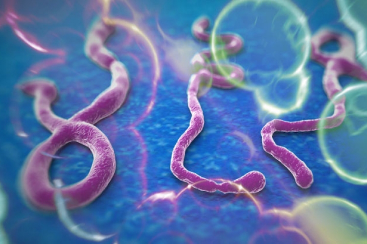 Újabb Ebola fertőzöttet találtak az Egyesült Államokban
