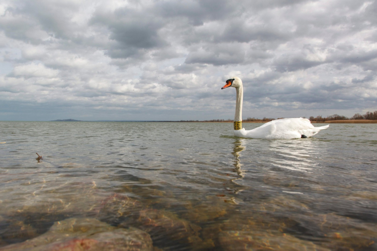 Jól tűri a klímaváltozást a Balaton
