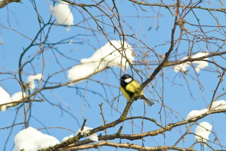 Tavasziasra fordul az időjárás, a jövő hét elején csapadék is érkezik