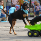 Kutyasuli a libafesztiválon