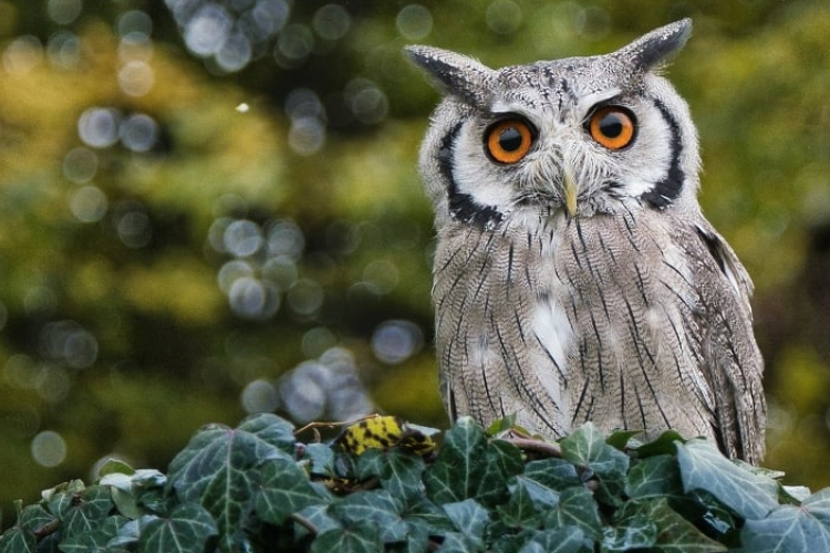 Pénteken kezdődik az erdei fülesbagoly telelőhelyeinek országos felmérése