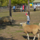 A Mezgés Pikniknek változatlan sikere van évről-évre