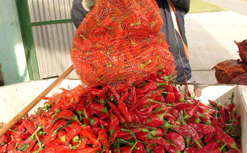 170 millió forint támogatást kapnak a fűszerpaprika-termesztők