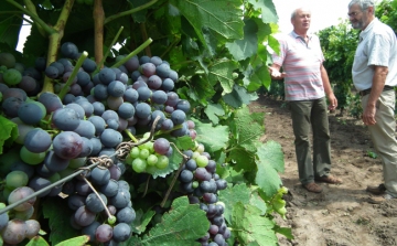 A Kiskunságban termett a szőlő negyven százaléka